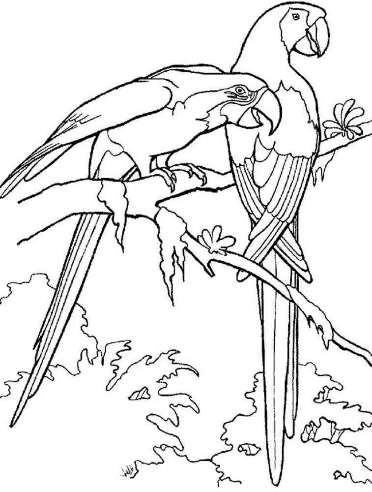 macaw coloring pages super coloring free - photo #28